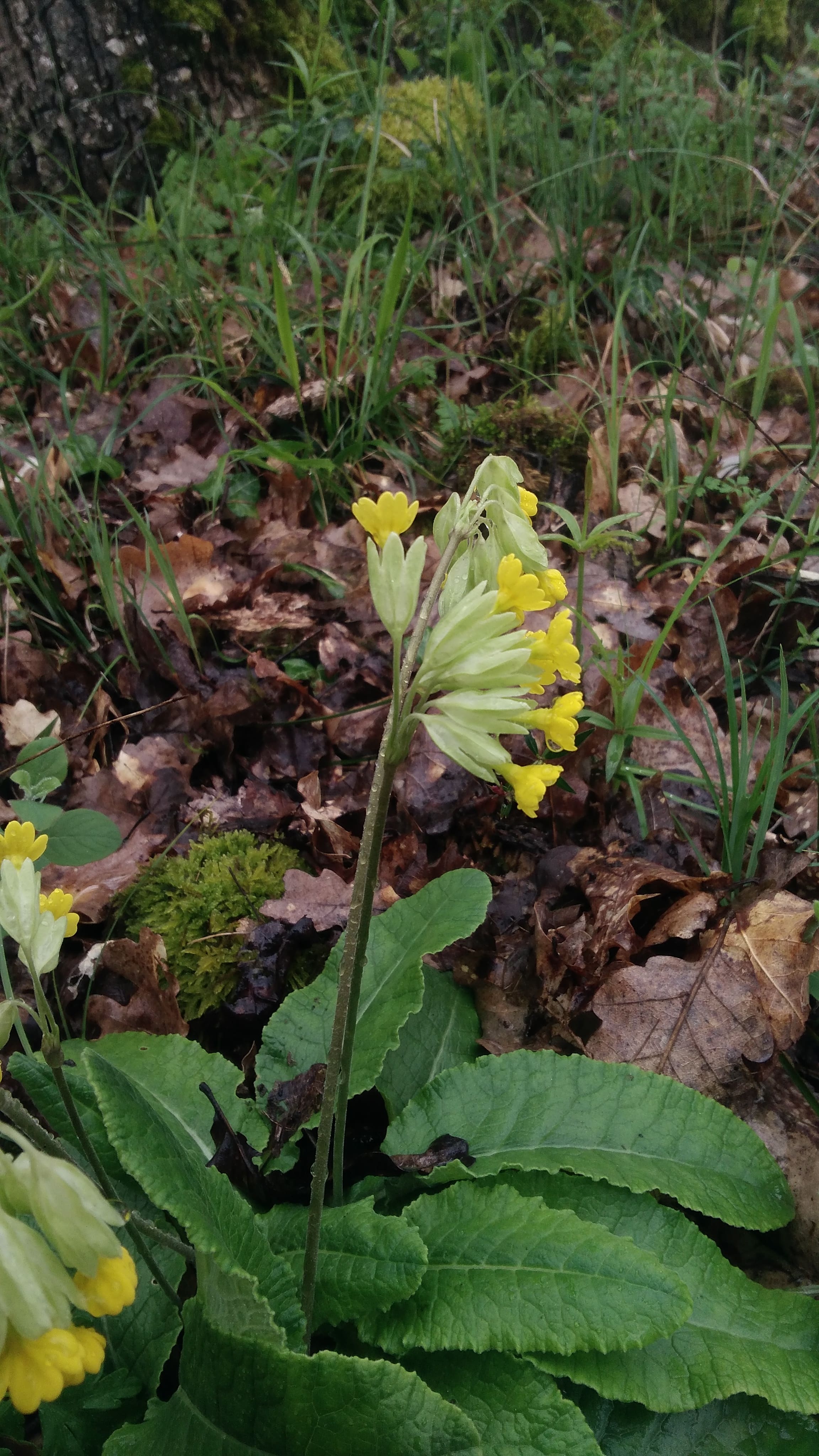 Annexe P_20200330_170137[1]-min.jpg