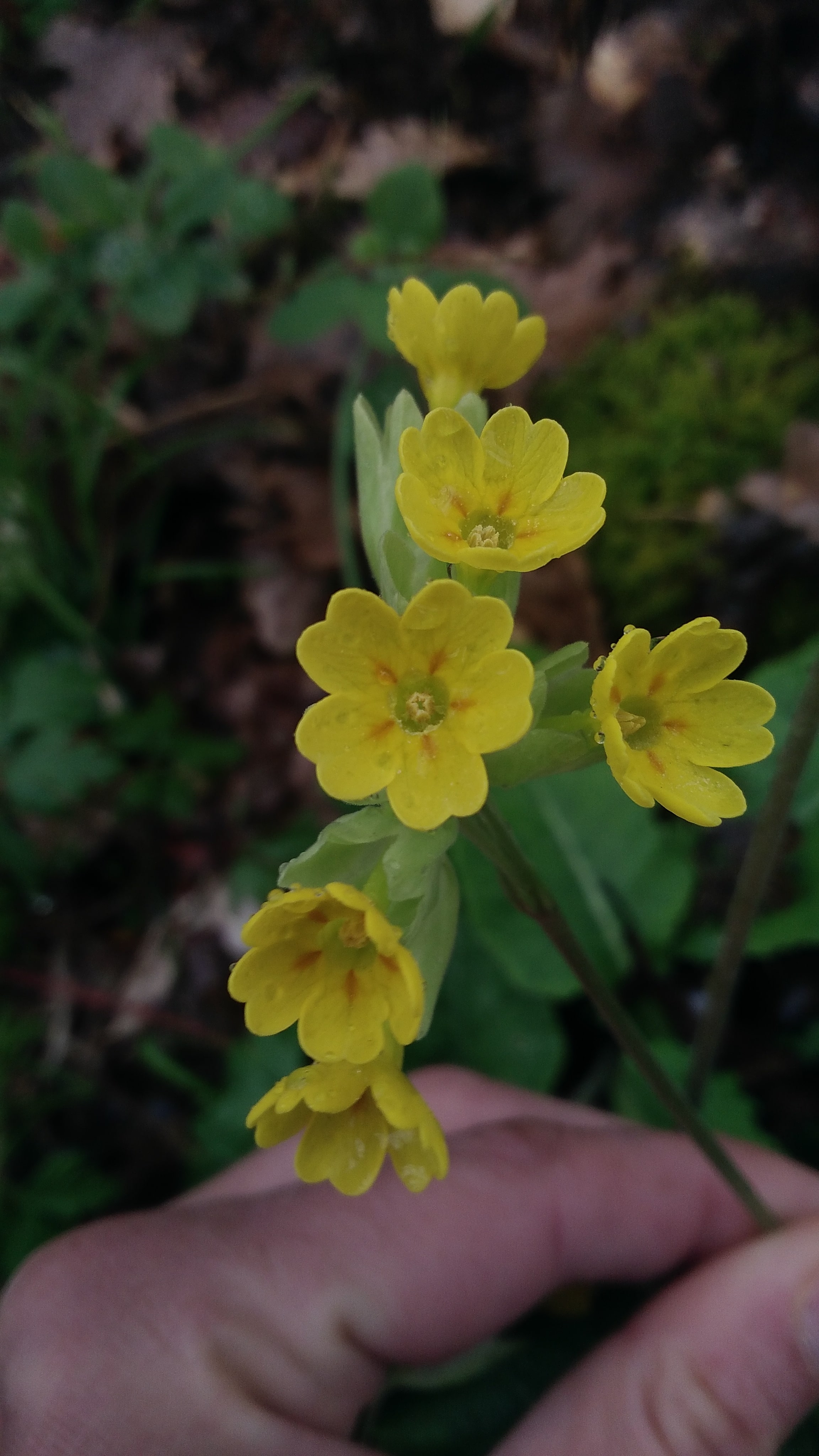 Annexe P_20200330_170241[1]-min.jpg