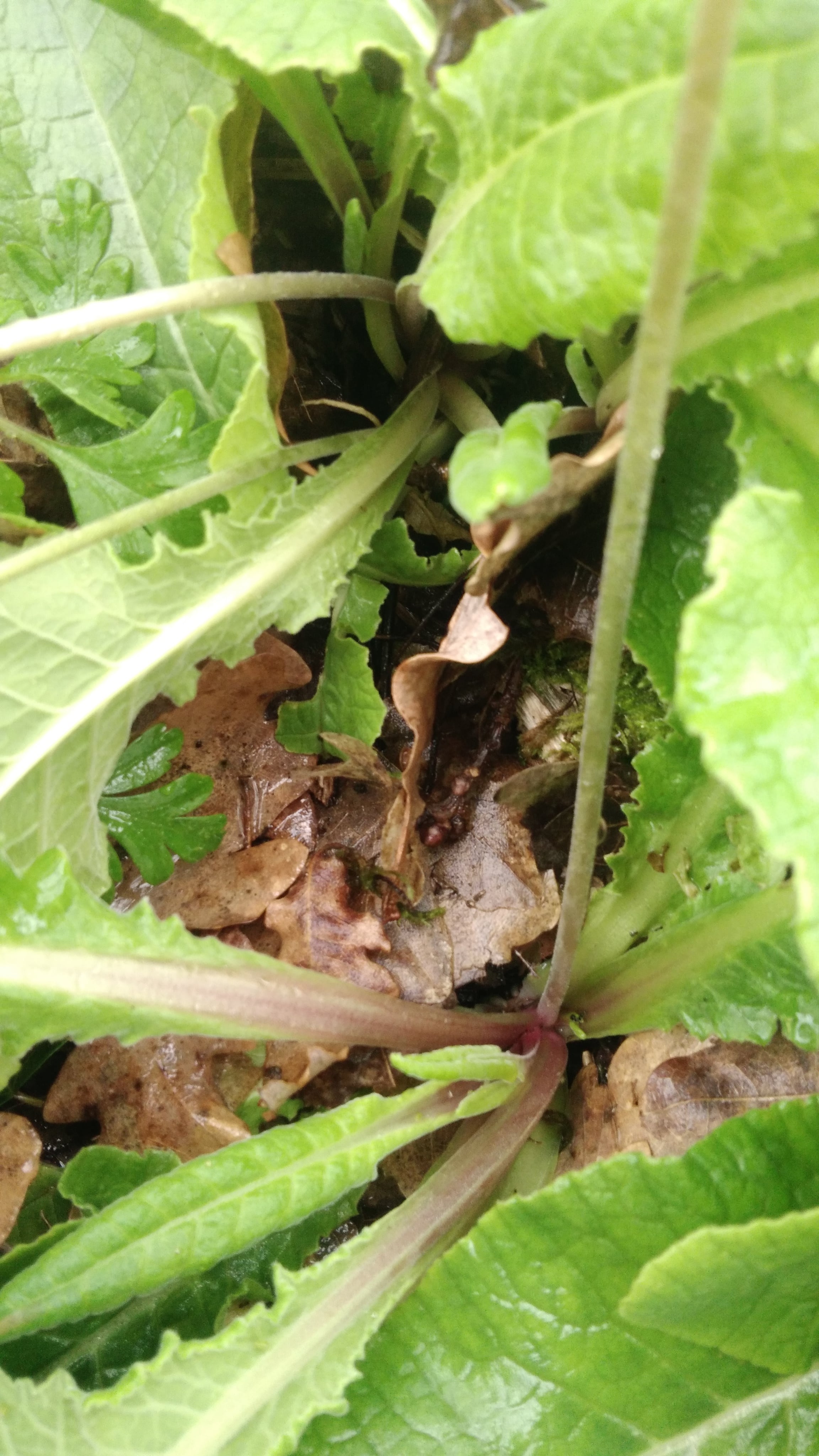 Annexe P_20200330_170309[1]-min.jpg