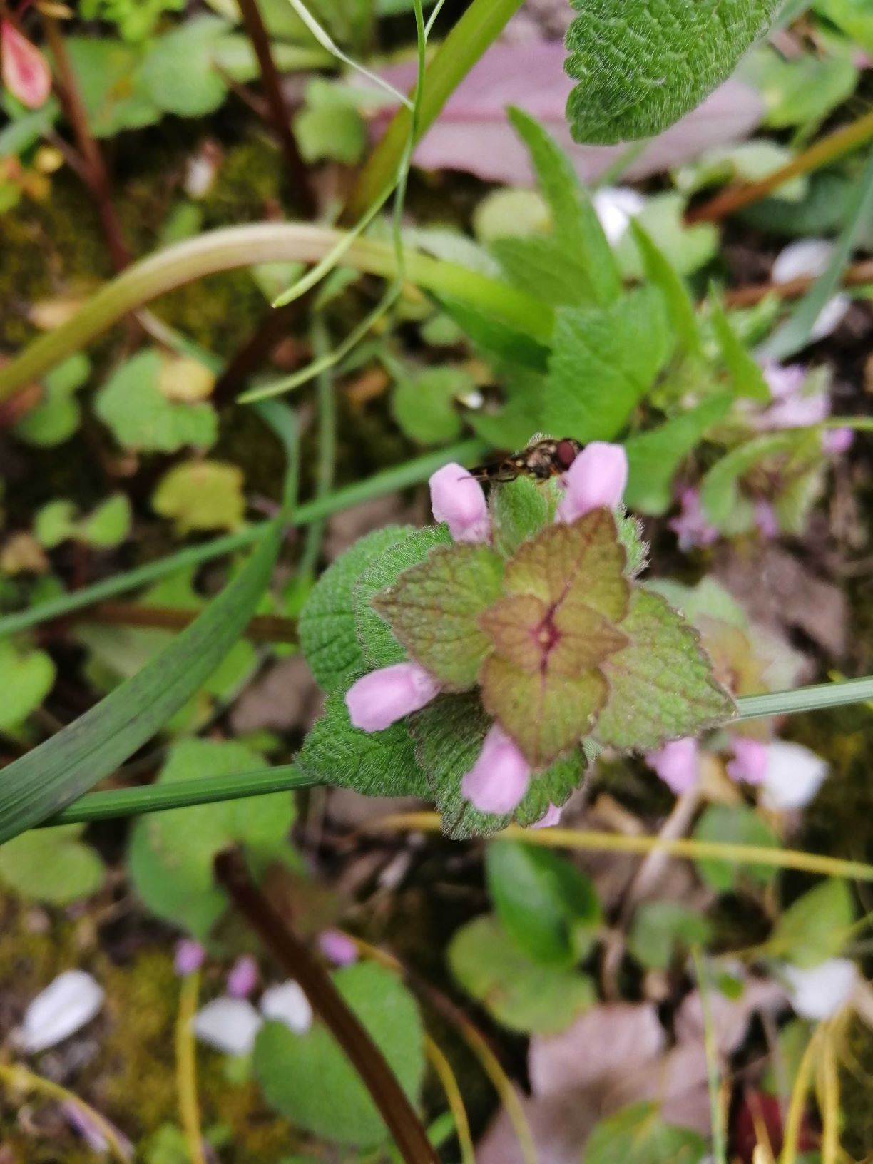 Annexe Lamium-purpureum-1-ConvertImage.jpg