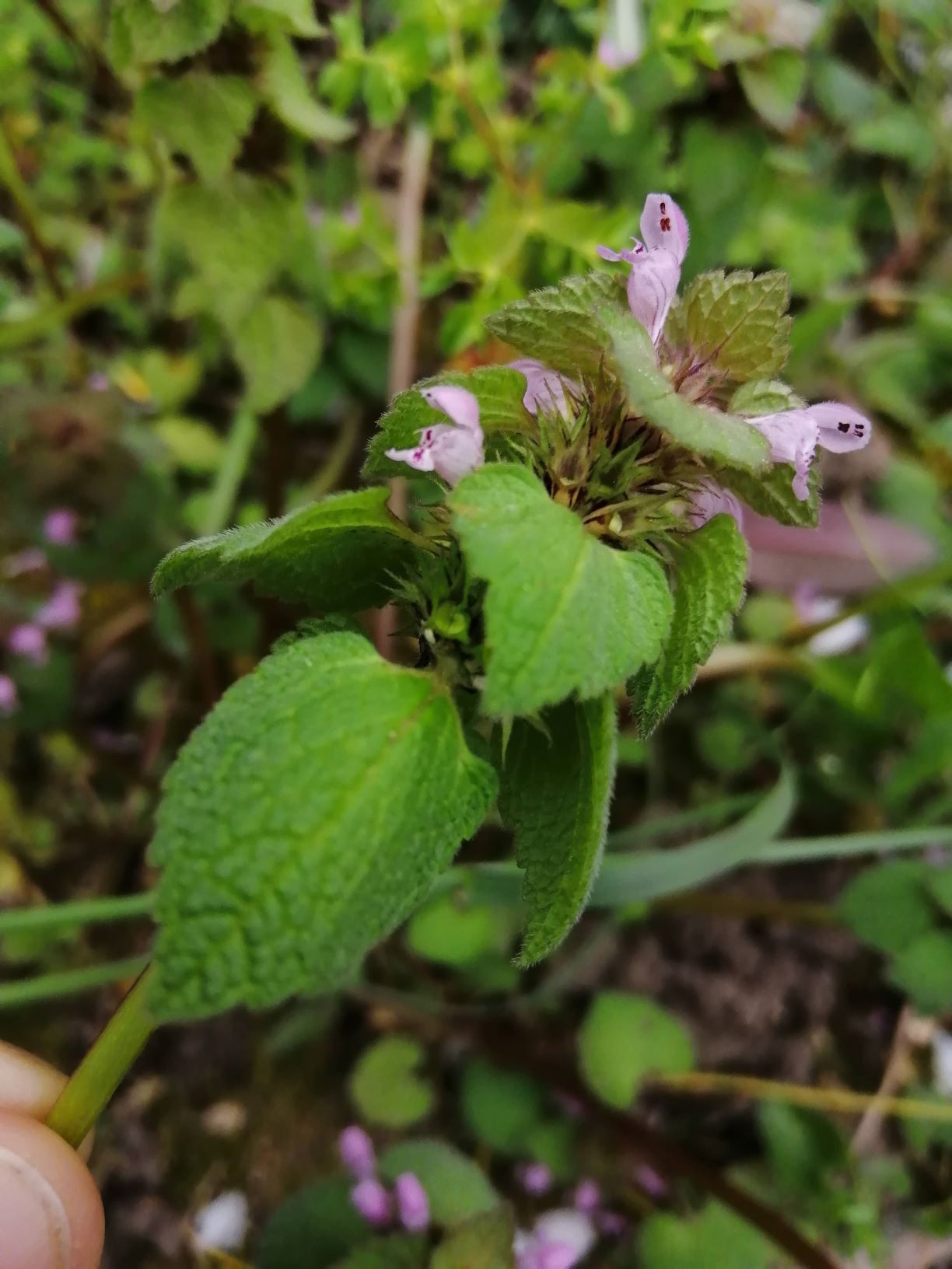 Annexe Lamium-purpureum-2-ConvertImage.jpg