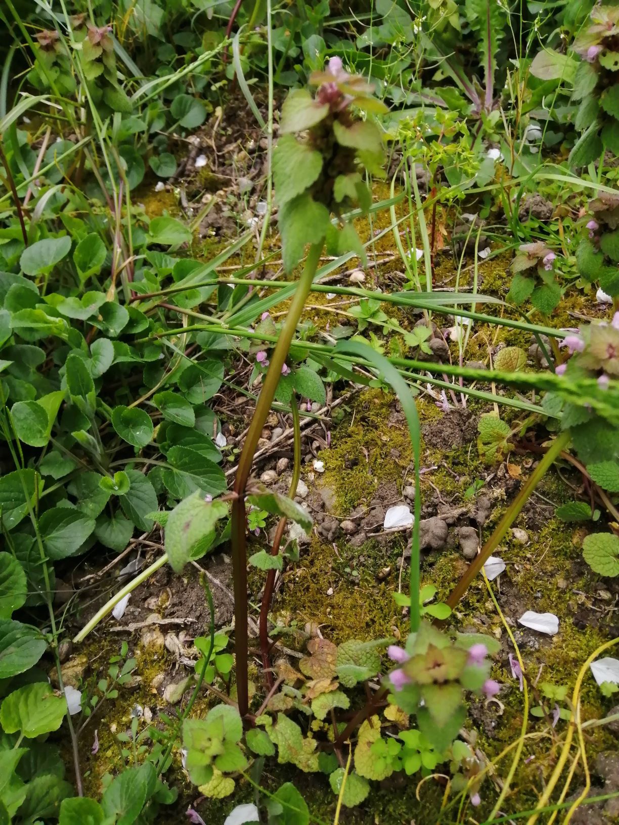 Annexe Lamium-purpureum-3-ConvertImage.jpg