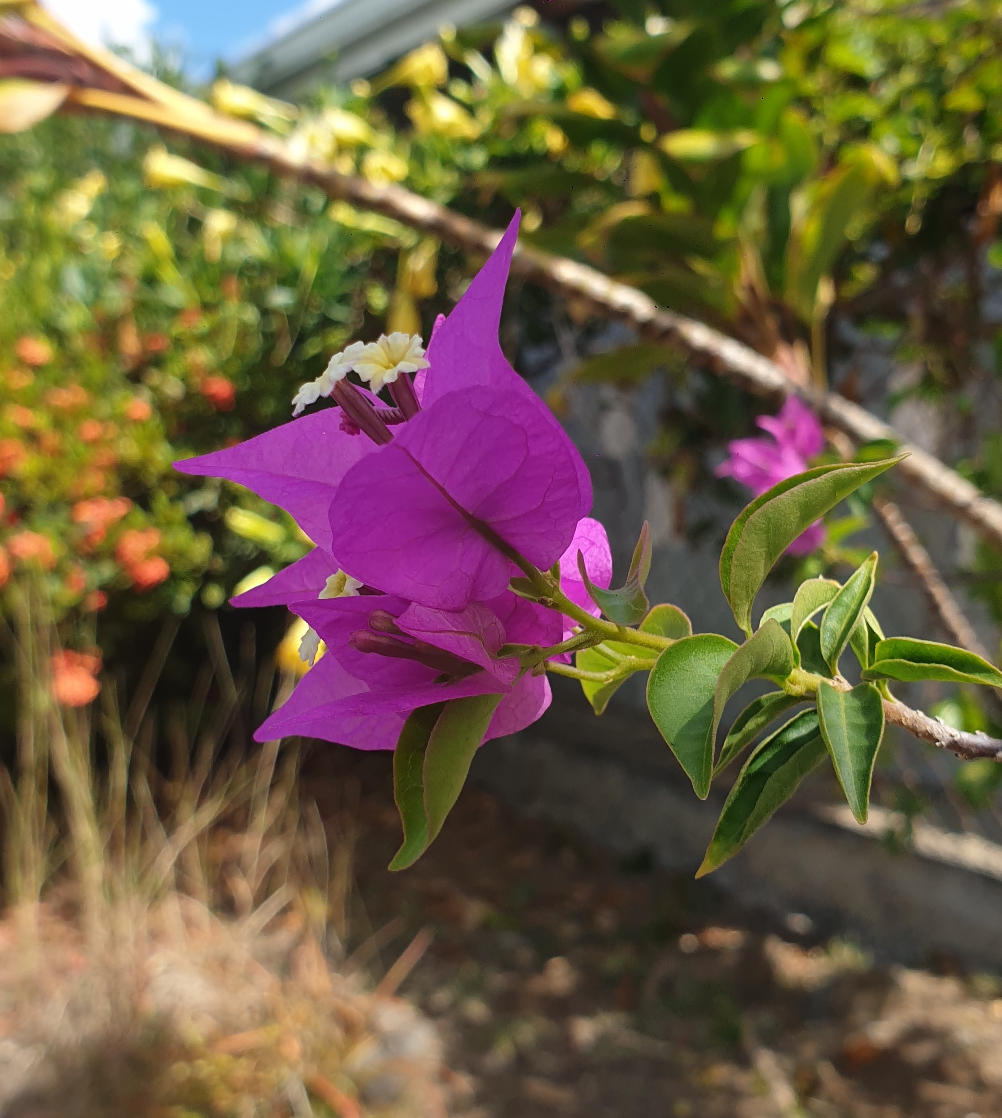 Annexe bougainvillier 1.jpg