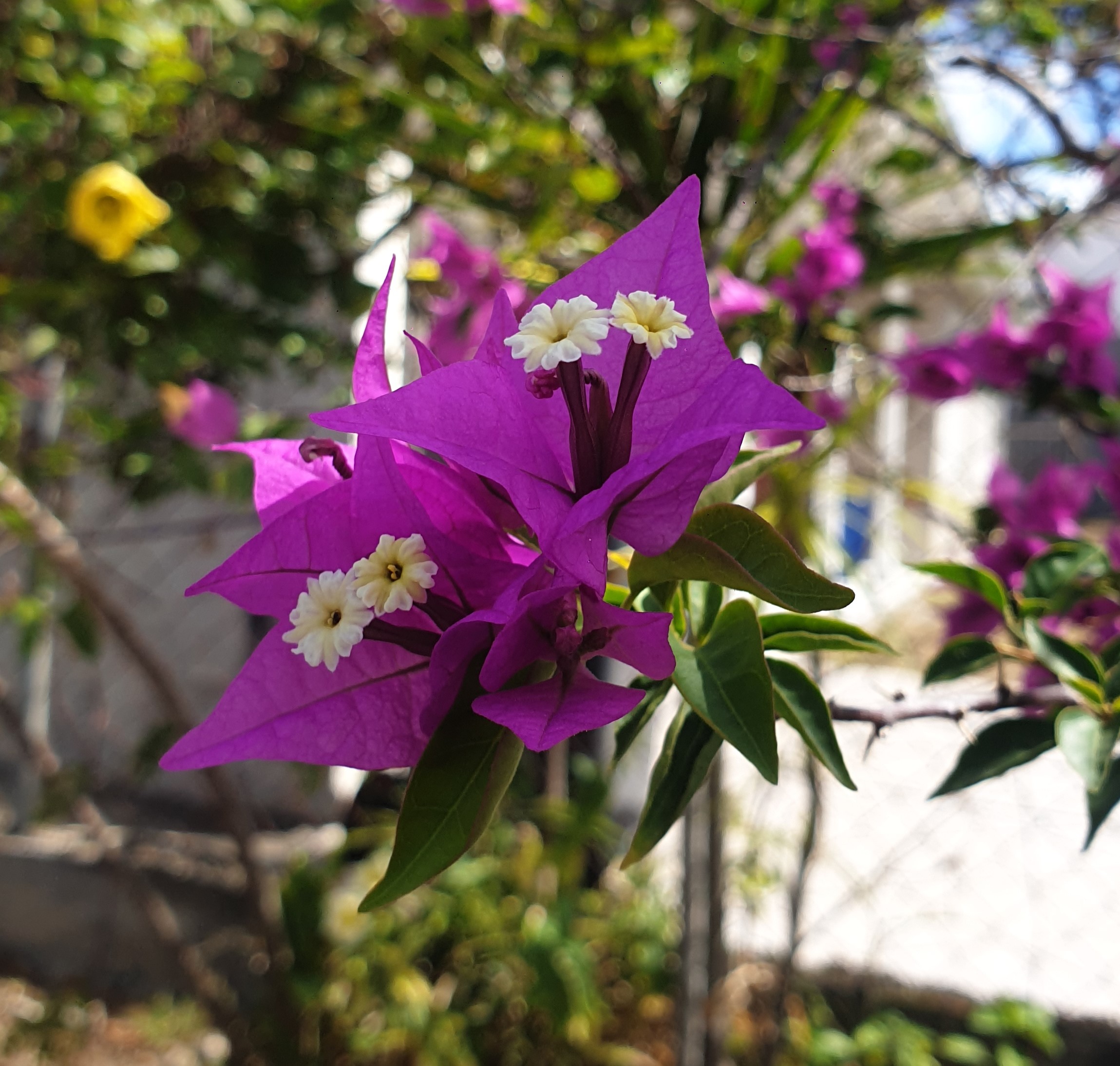 Annexe bougainvillier 2.jpg
