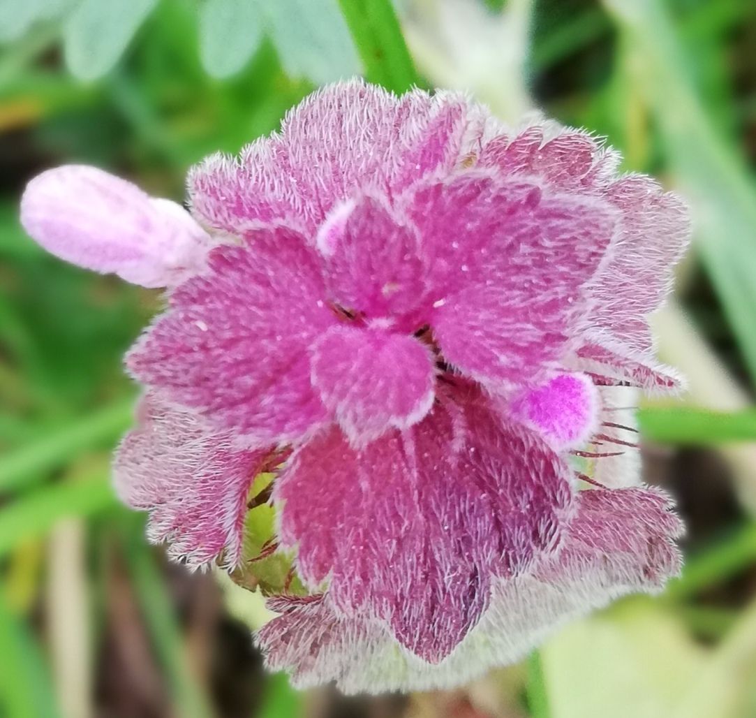 Annexe IMG_20200330_204711.jpg