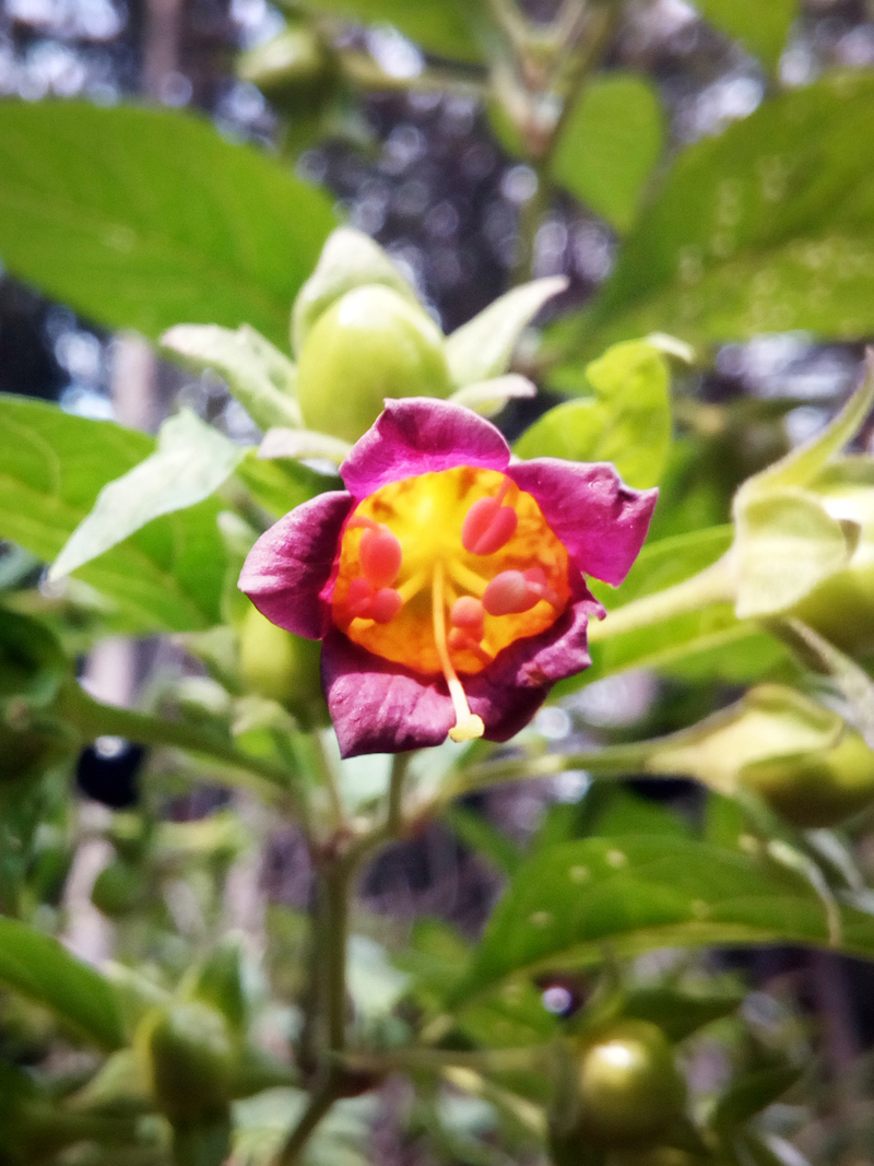 Annexe atropa-belladonna-fleur.JPG
