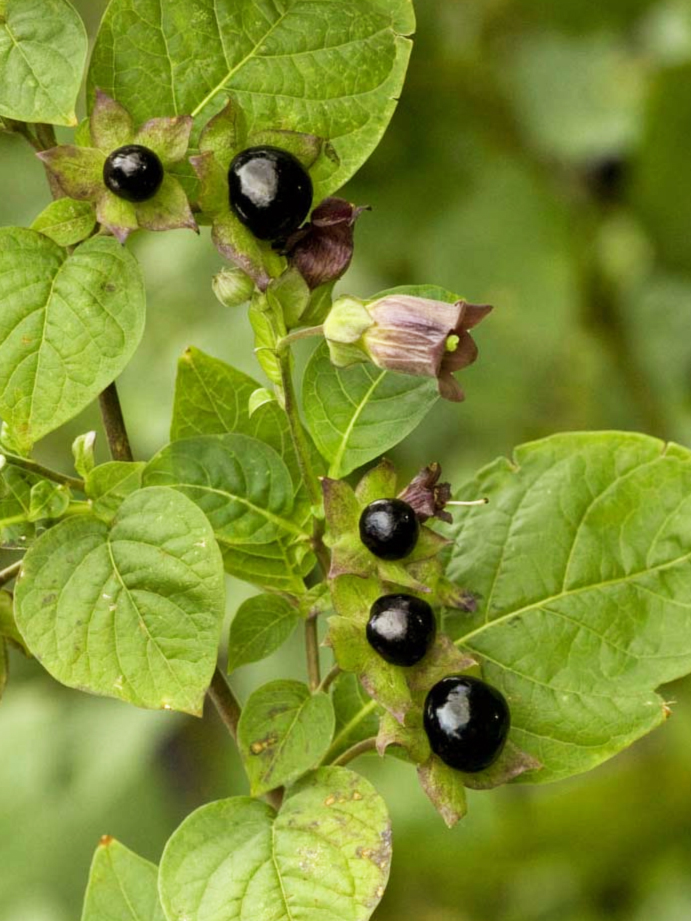 Annexe atropa-belladonna_fruit.JPG
