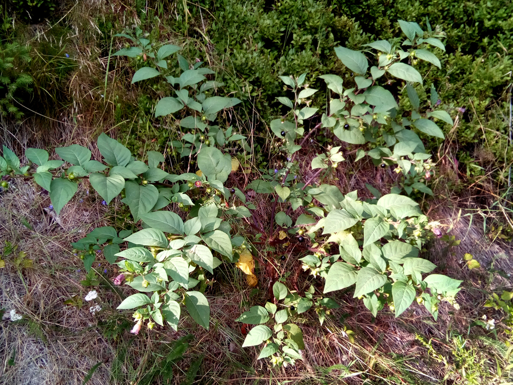 Annexe atropa-belladonna_plante.JPG
