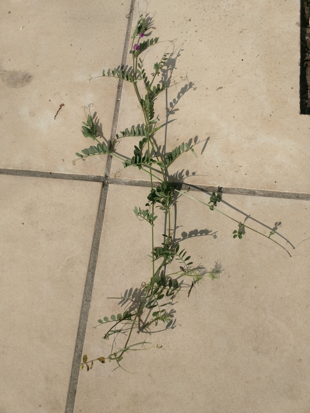 Annexe IMG_20200330_160258949.jpg