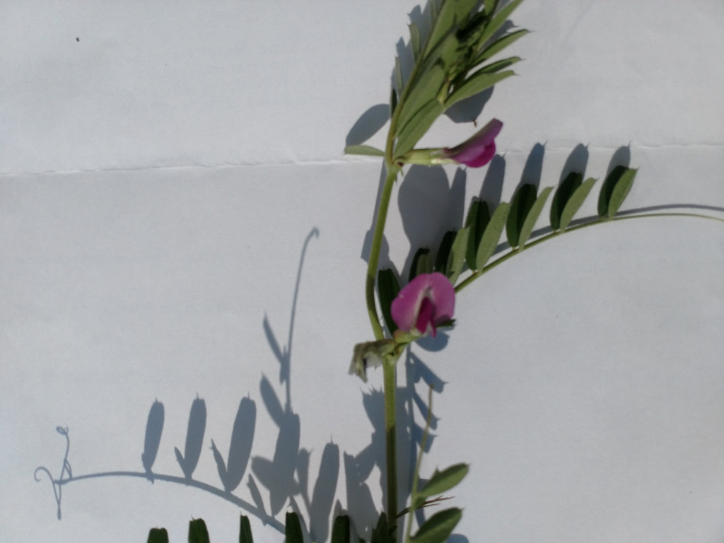 Annexe IMG_20200330_160337256.jpg