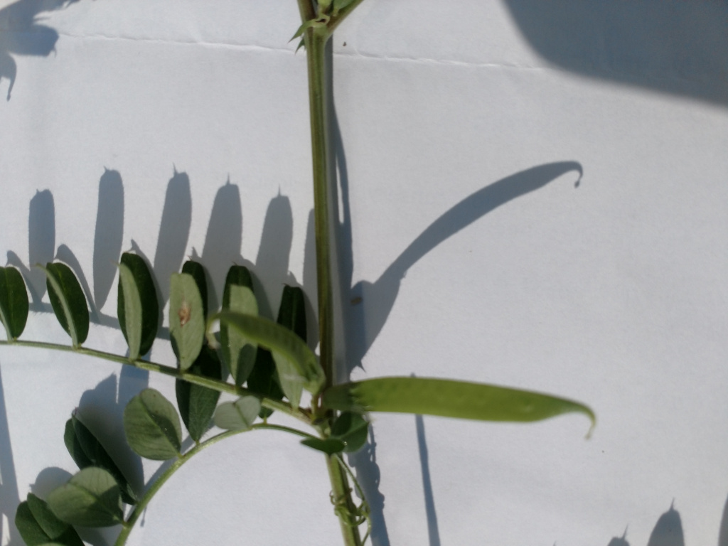 Annexe IMG_20200330_160354872.jpg