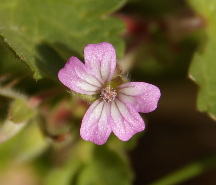 Annexe GR_Fleur-dessus.JPG