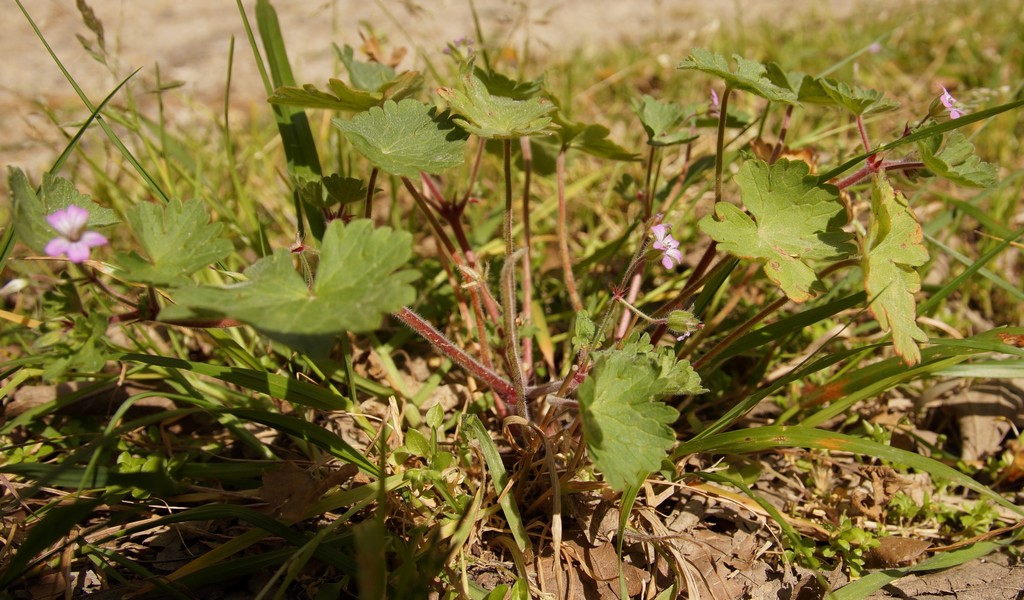 Annexe Geranium rotundifolium.JPG