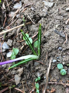 Annexe feuilles_crocus.jpg