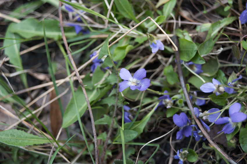 Annexe Violette de Reichenbach_1.jpg