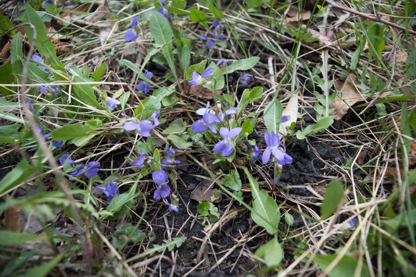 Annexe Violette de Reichenbach_2.jpg