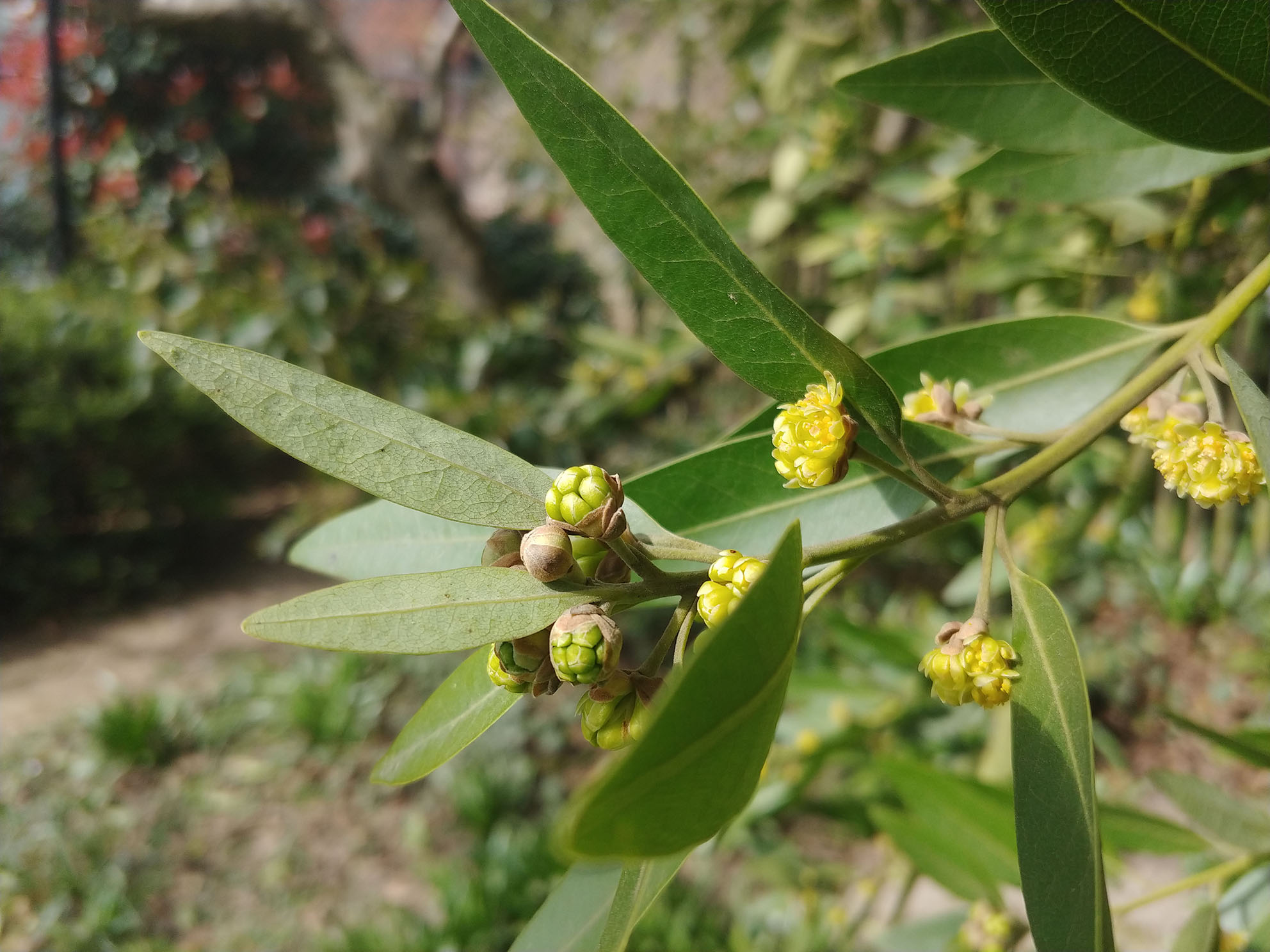 Annexe 20200330_155520 (2).jpg