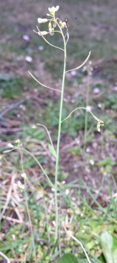 Annexe 1-plante-entière.png