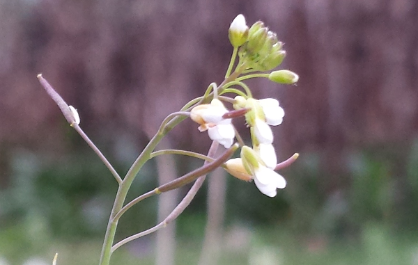 Annexe 2-boutons-fleurs-fruits-a.png