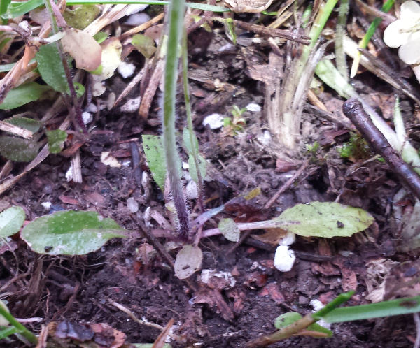 Annexe 3-bas-tige-et-rosette-a.png