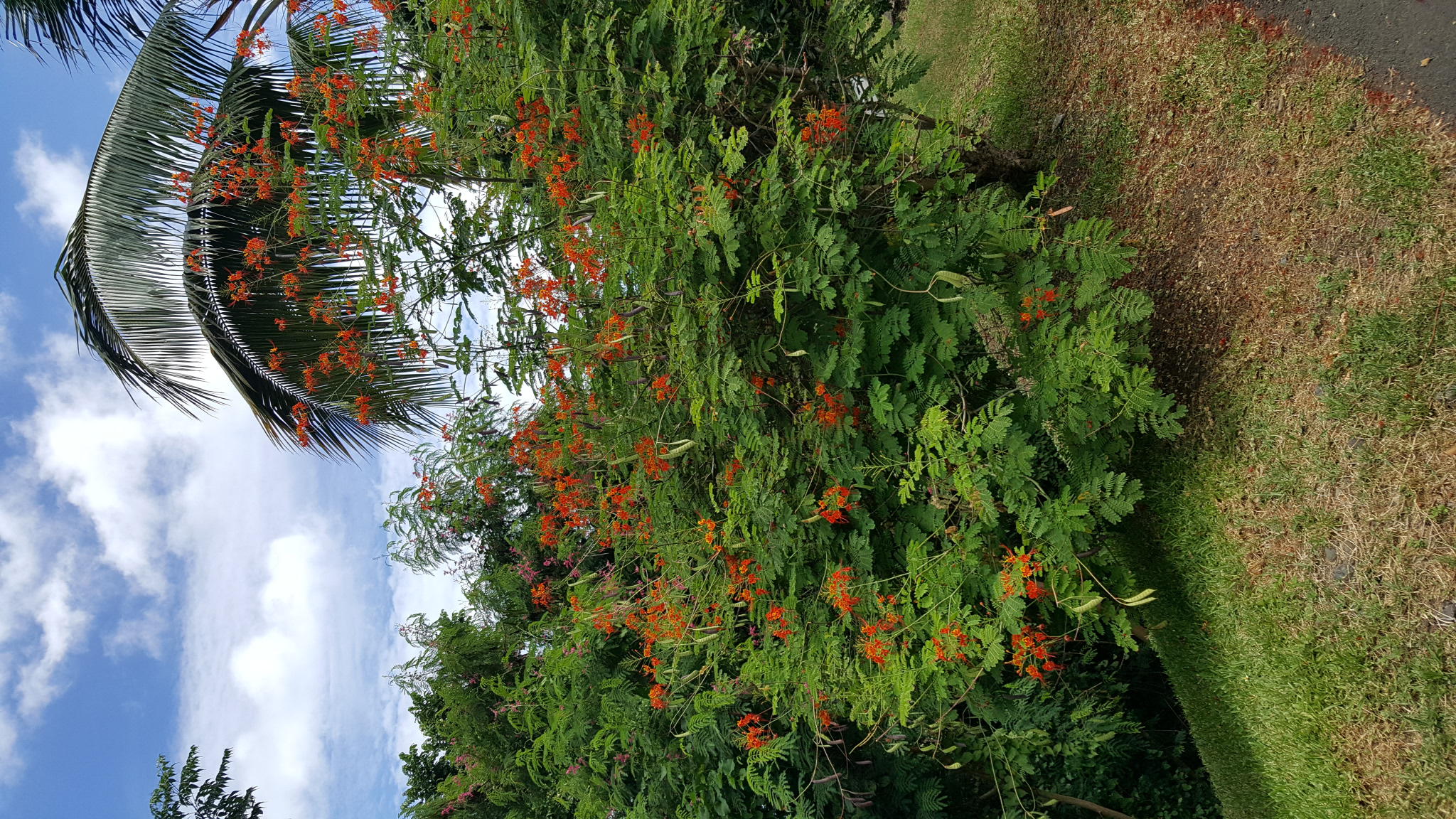 Annexe 20200329_131919-ConvertImage.jpg