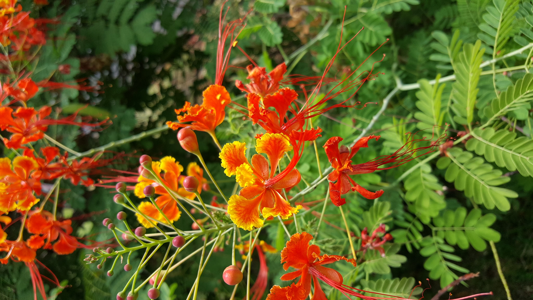 Annexe 20200329_132037.jpg