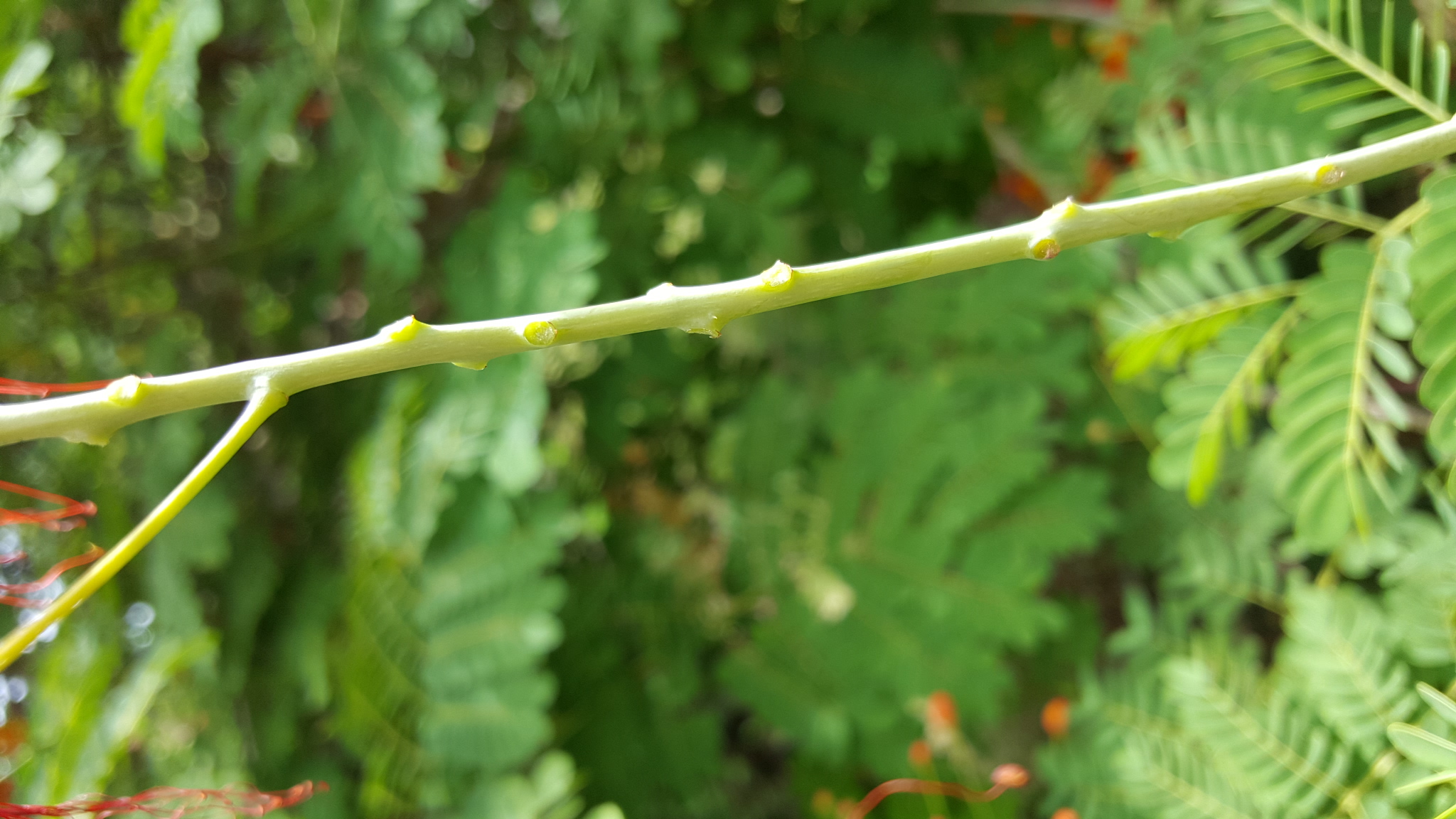 Annexe 20200329_132113.jpg