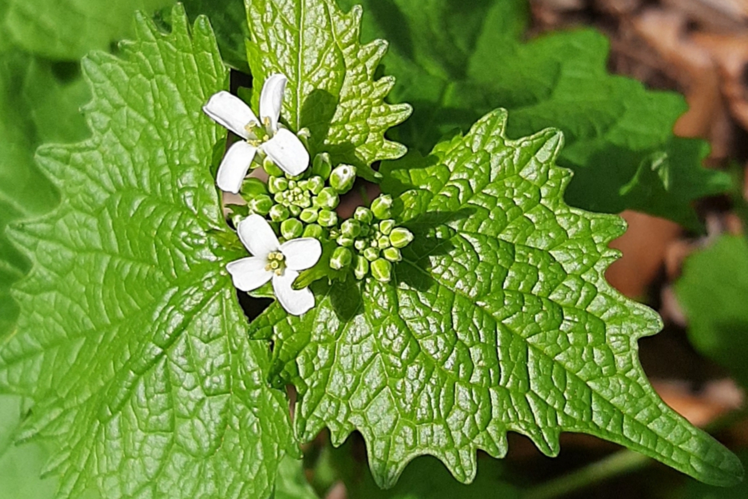 Annexe 20200330_161946.jpg