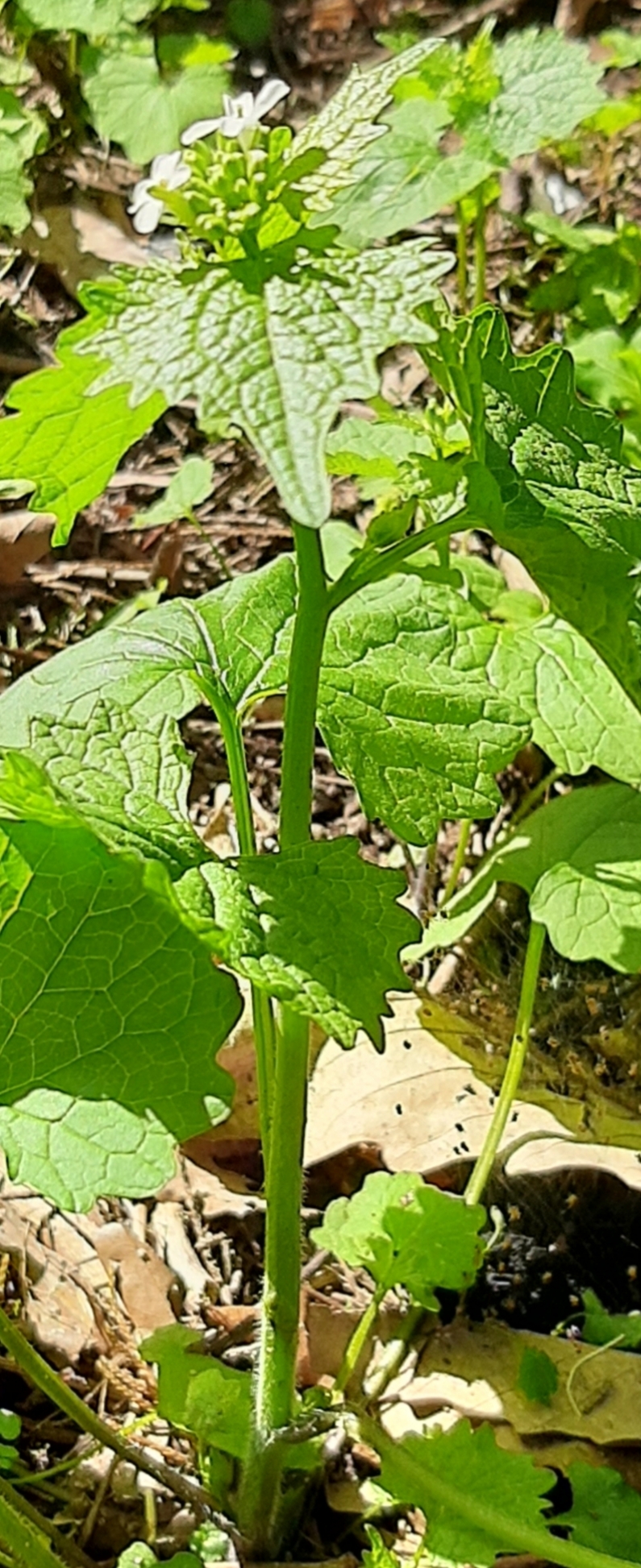 Annexe 20200330_164019.jpg