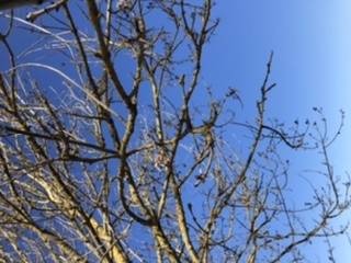 Annexe Branches.jpeg