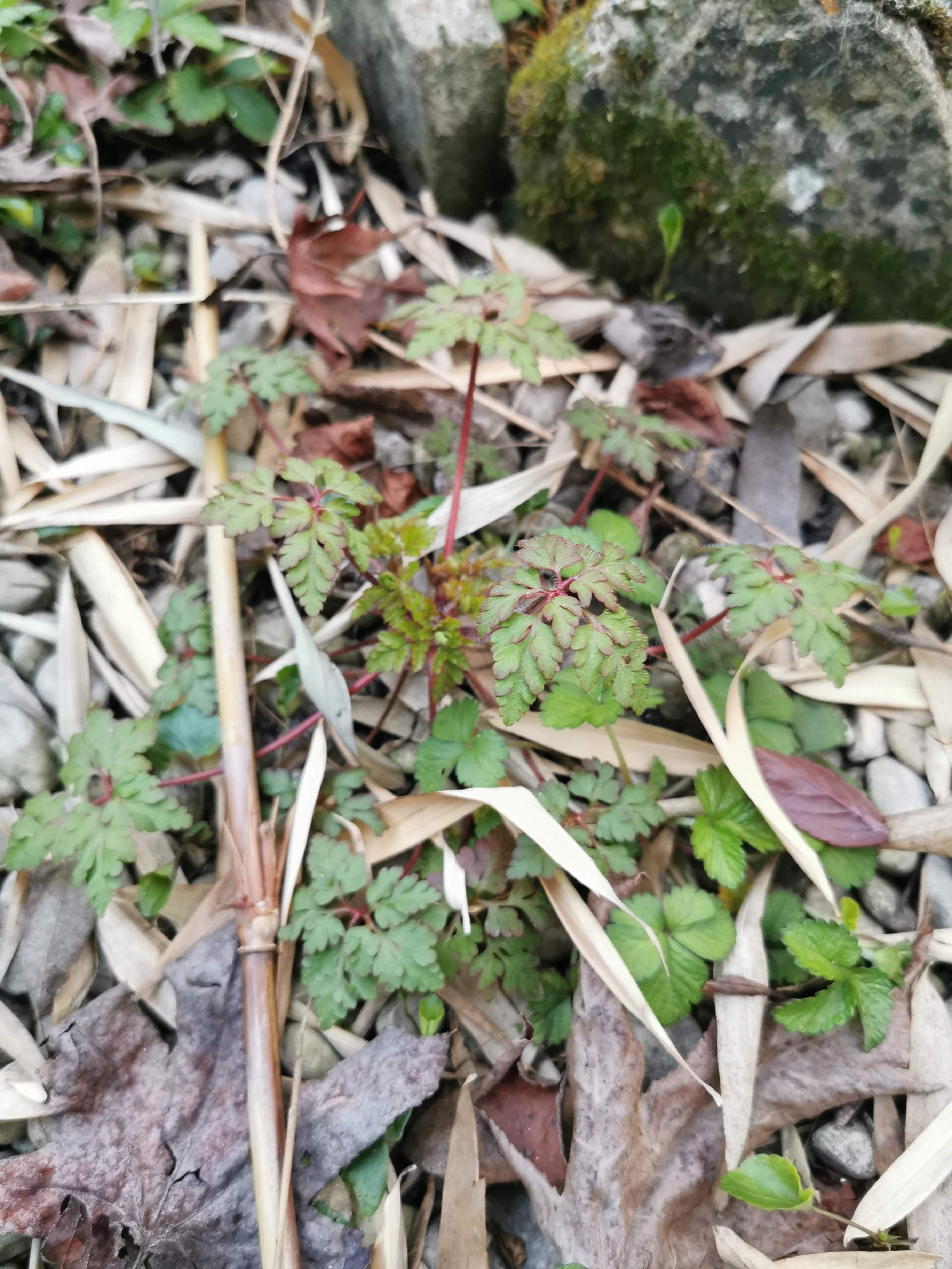 Annexe IMG_20200329_195153.jpg