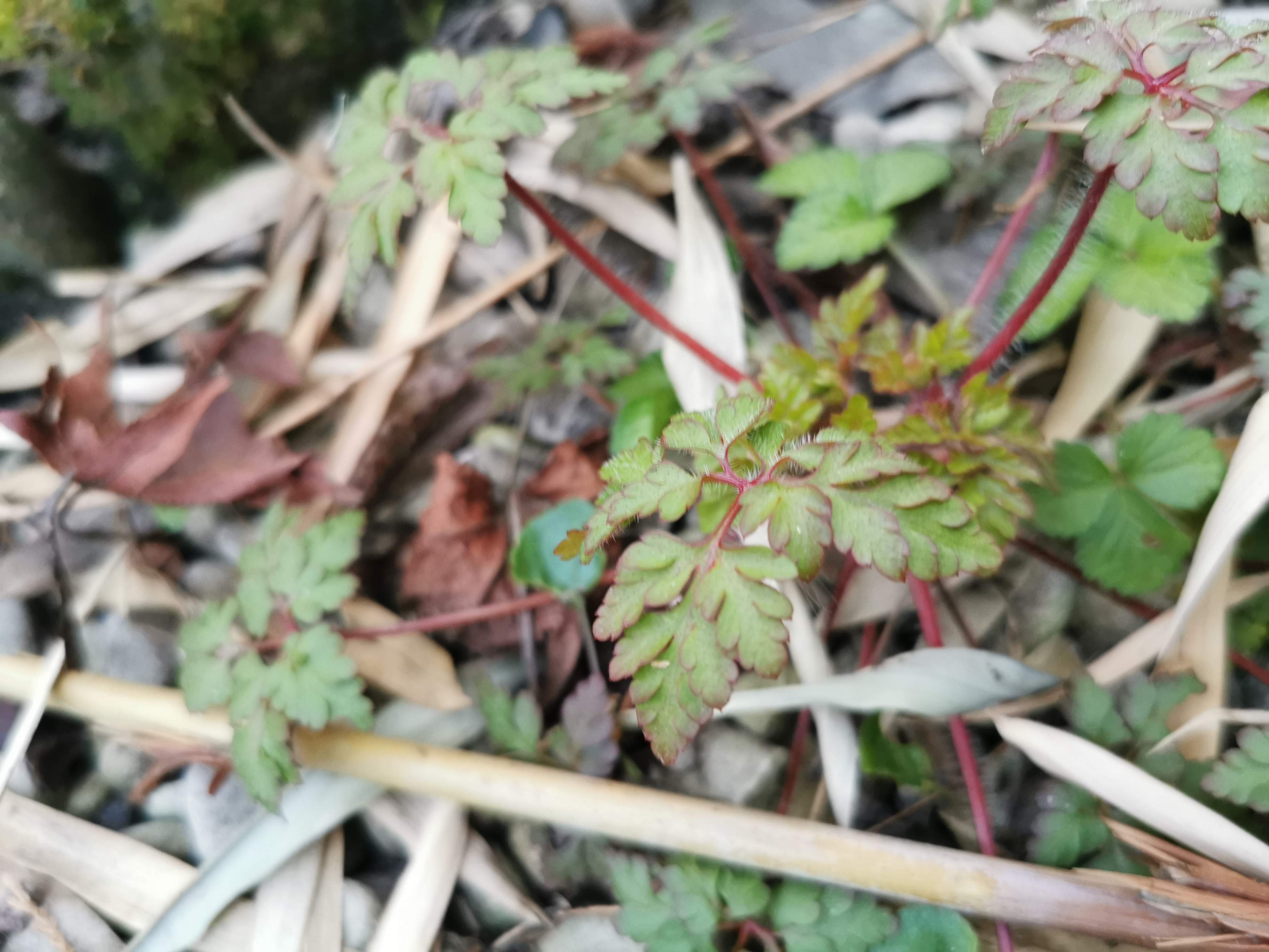 Annexe IMG_20200329_195203 (1).jpg