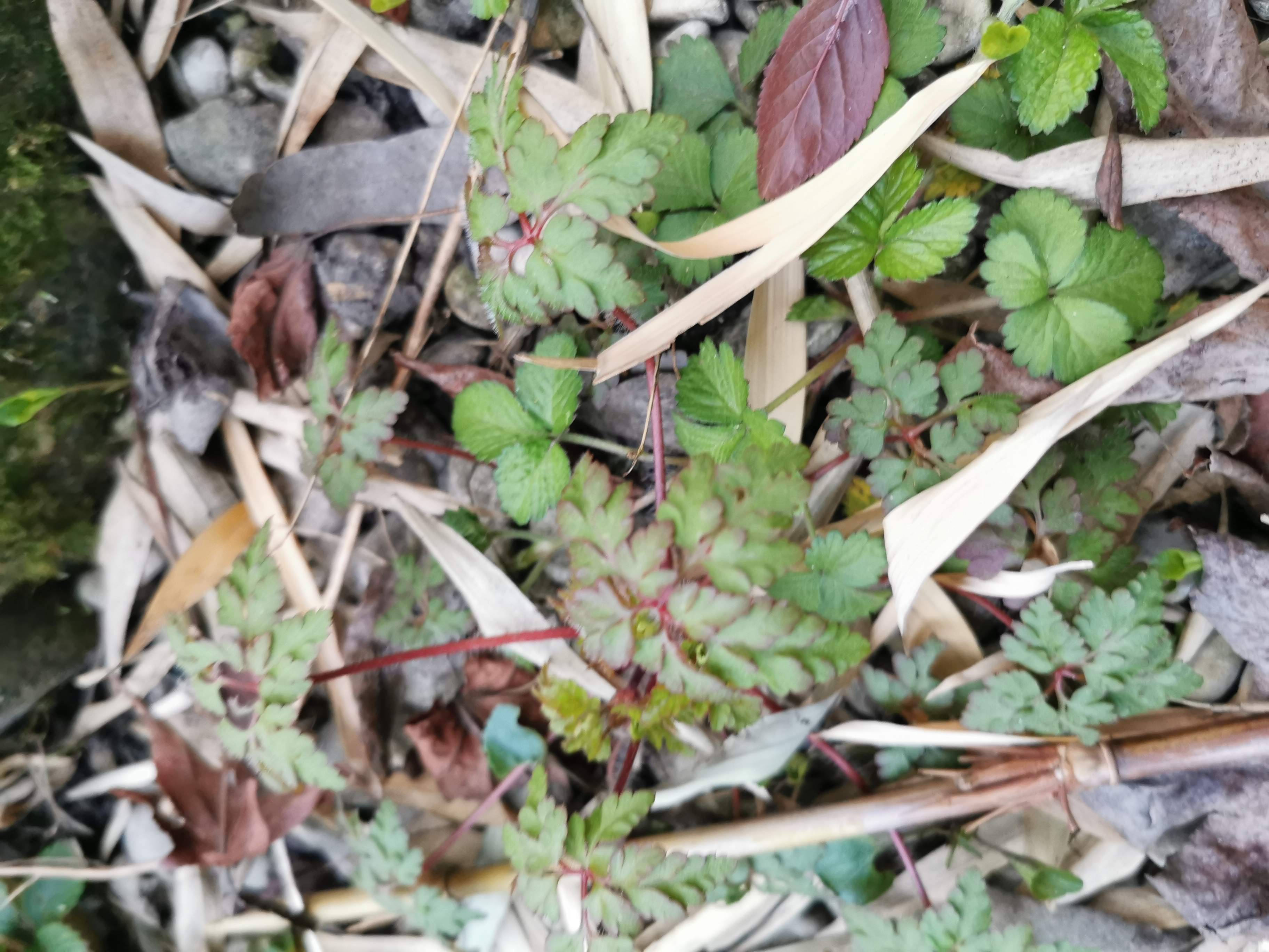 Annexe IMG_20200329_195216.jpg