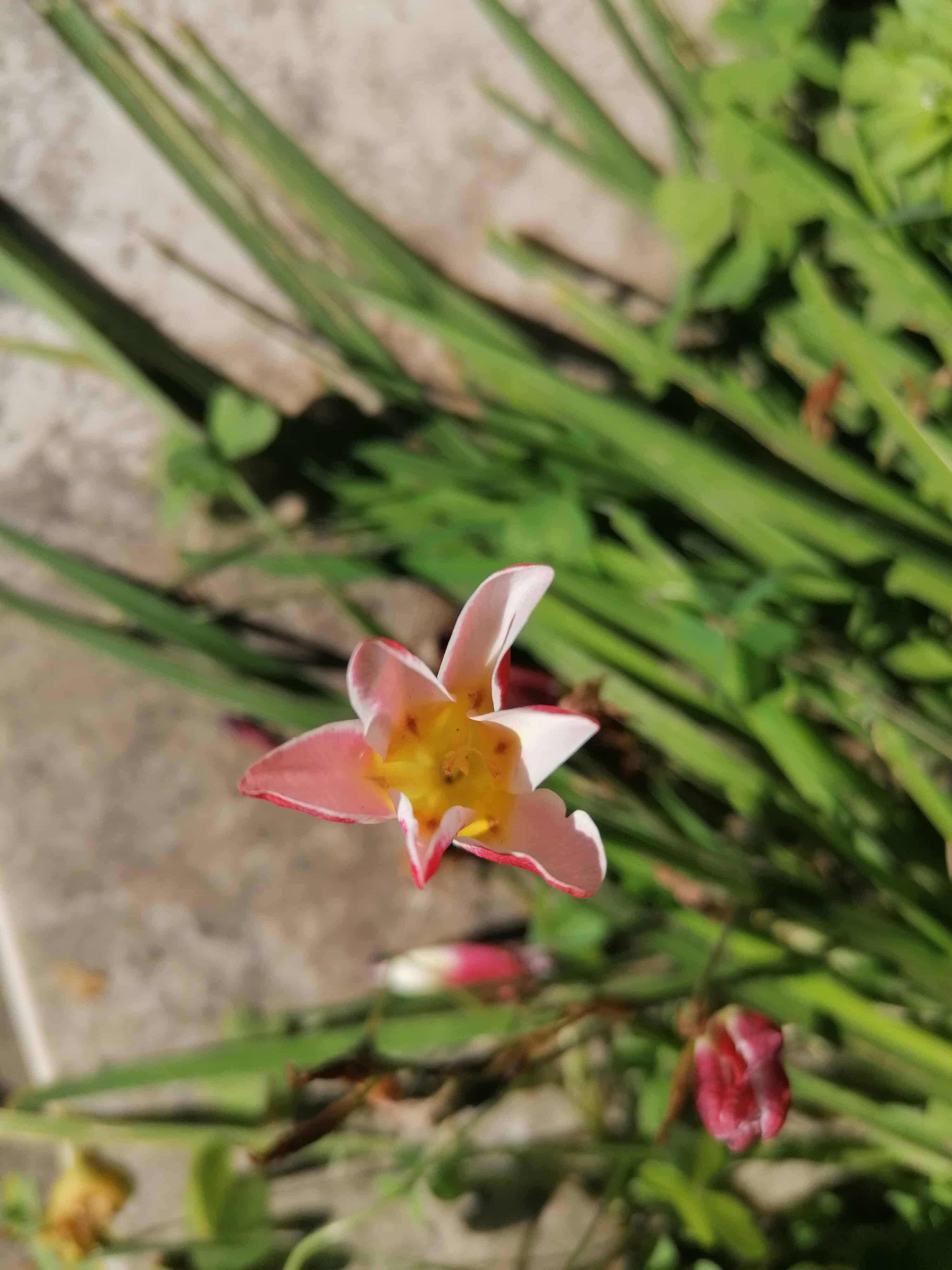 Annexe dessus de la fleur dune plante sauvage inconnue dans mon  jardin en Sicile.jpg