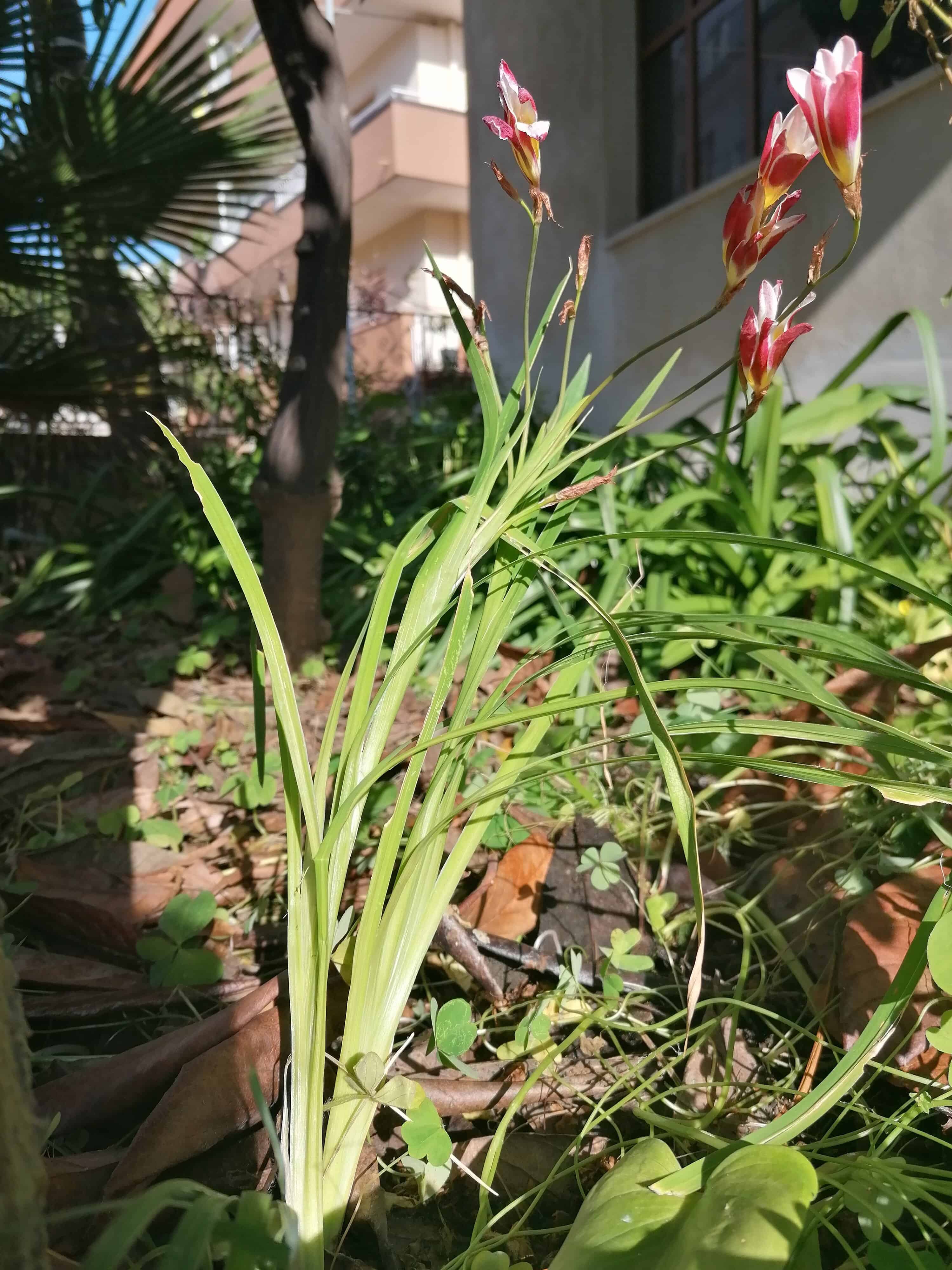 Annexe plante sauvage inconnue dans mon  jardin en Sicile.jpg