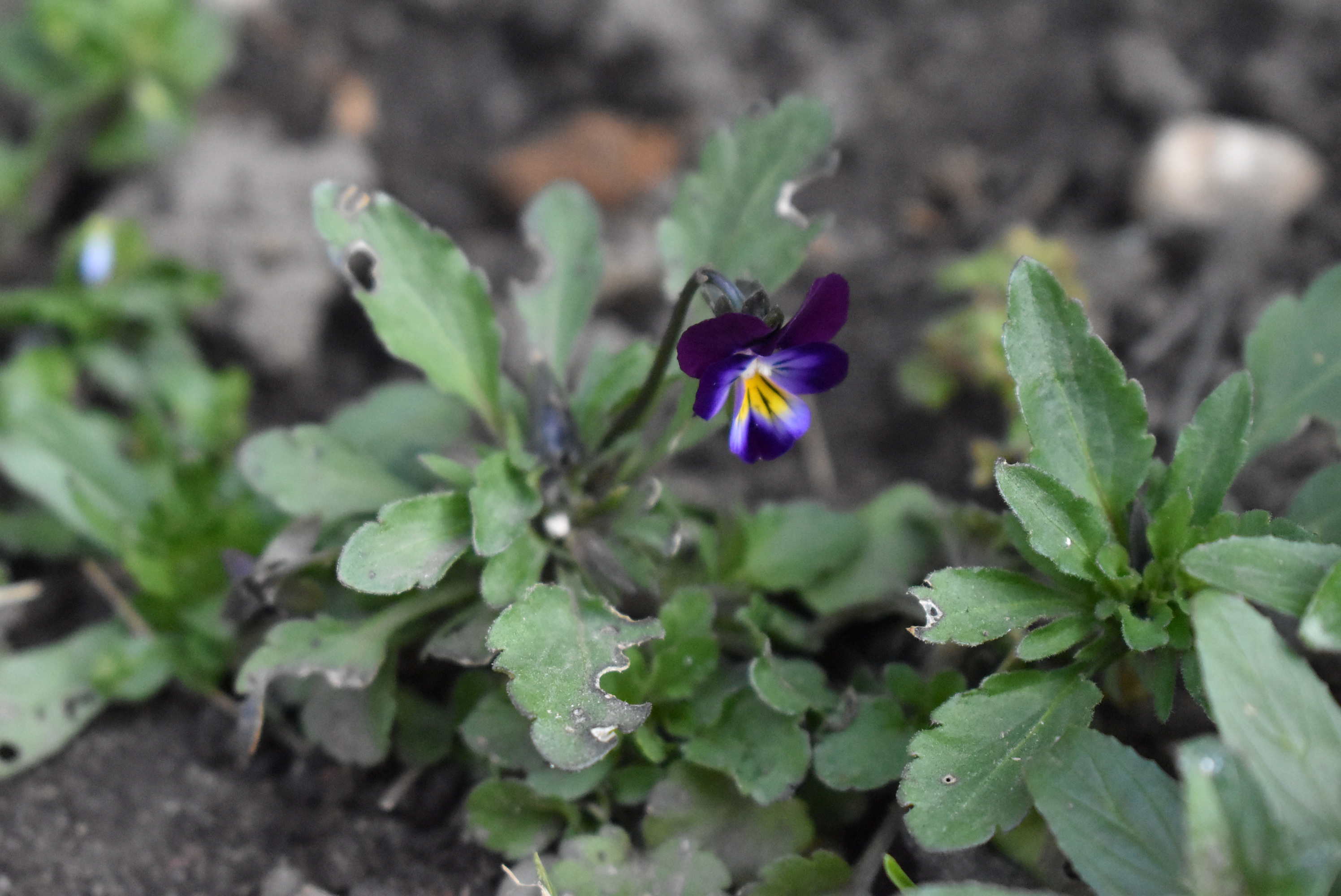 Annexe pensee-ConvertImage.jpg