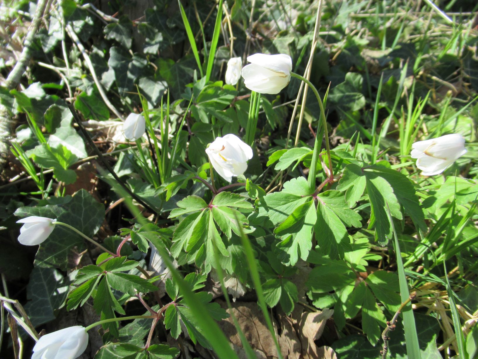 Annexe Anémone-sylvie-fleur.JPG