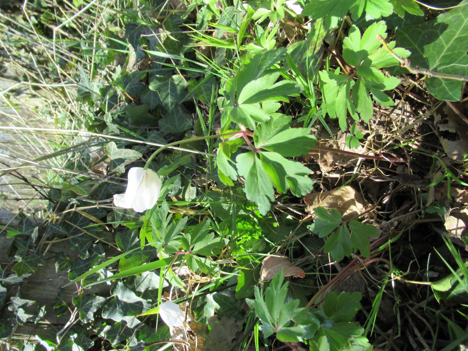 Annexe Anémone-sylvie-vue densemble.JPG