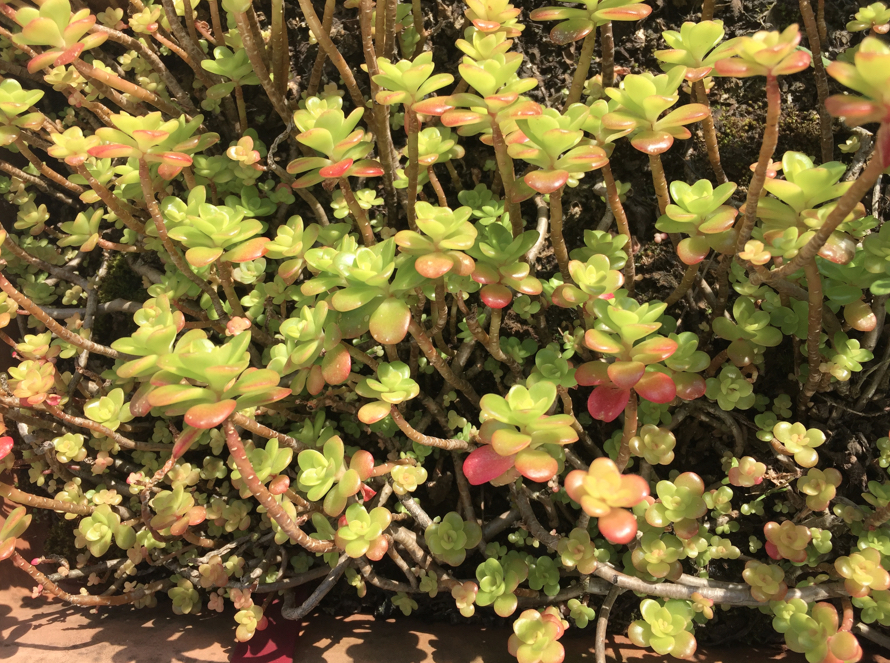 Annexe Capture d’écran 2020-03-31 à 11.12.54.jpg