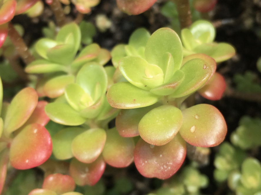 Annexe Capture d’écran 2020-03-31 à 11.13.10.jpg