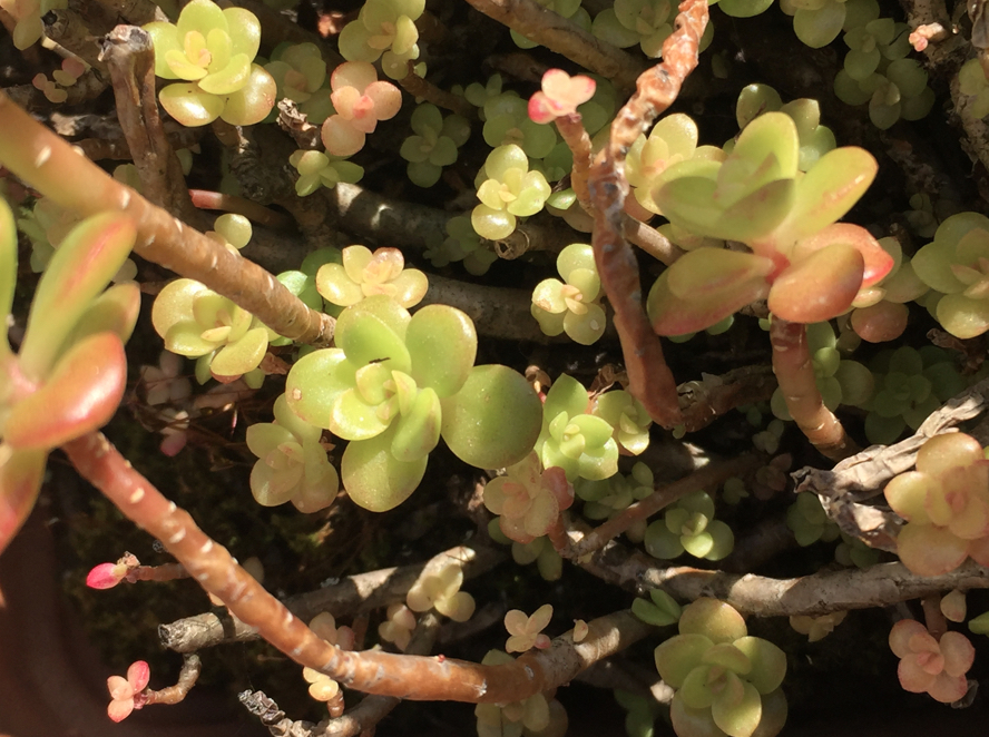 Annexe Capture d’écran 2020-03-31 à 11.13.37.jpg