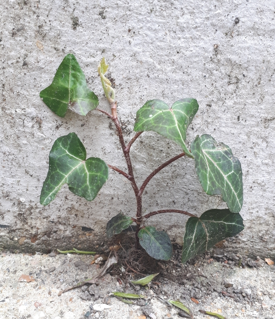 Annexe 20200331_113847.jpg