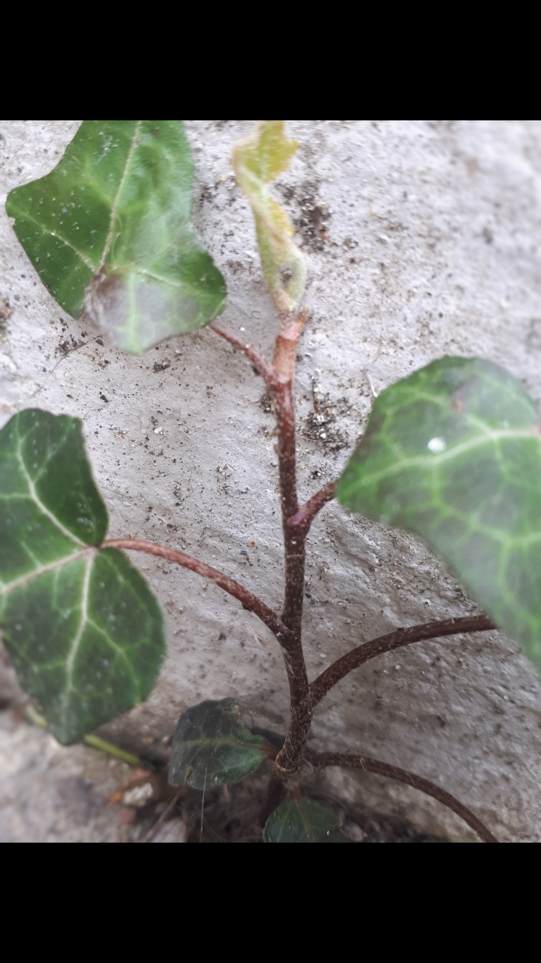 Annexe Tige lierre.jpg