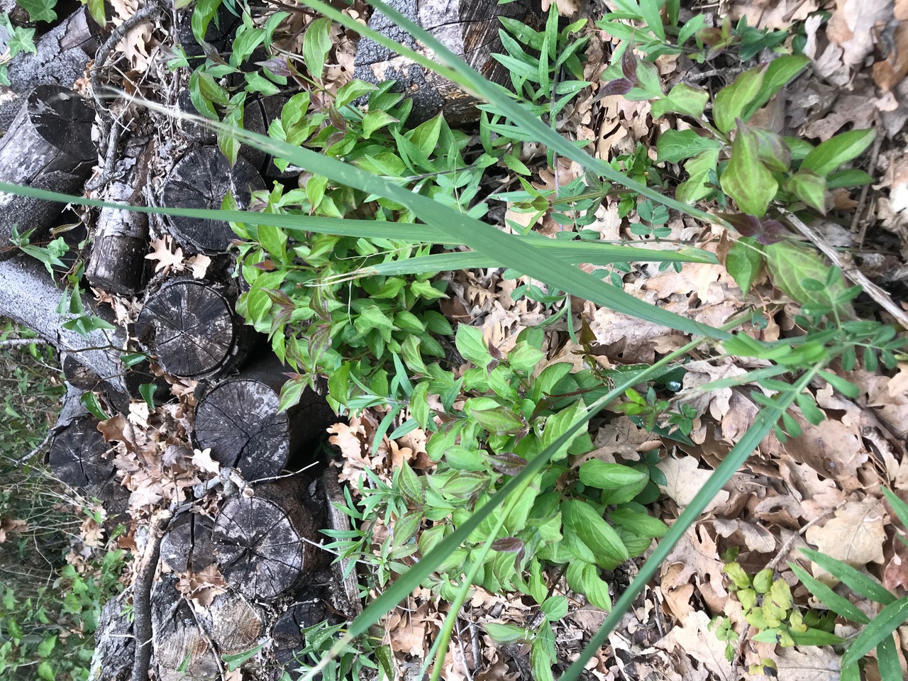 Annexe IMG_4816.jpeg