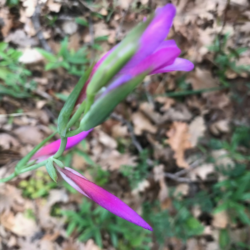 Annexe IMG_4834.jpeg