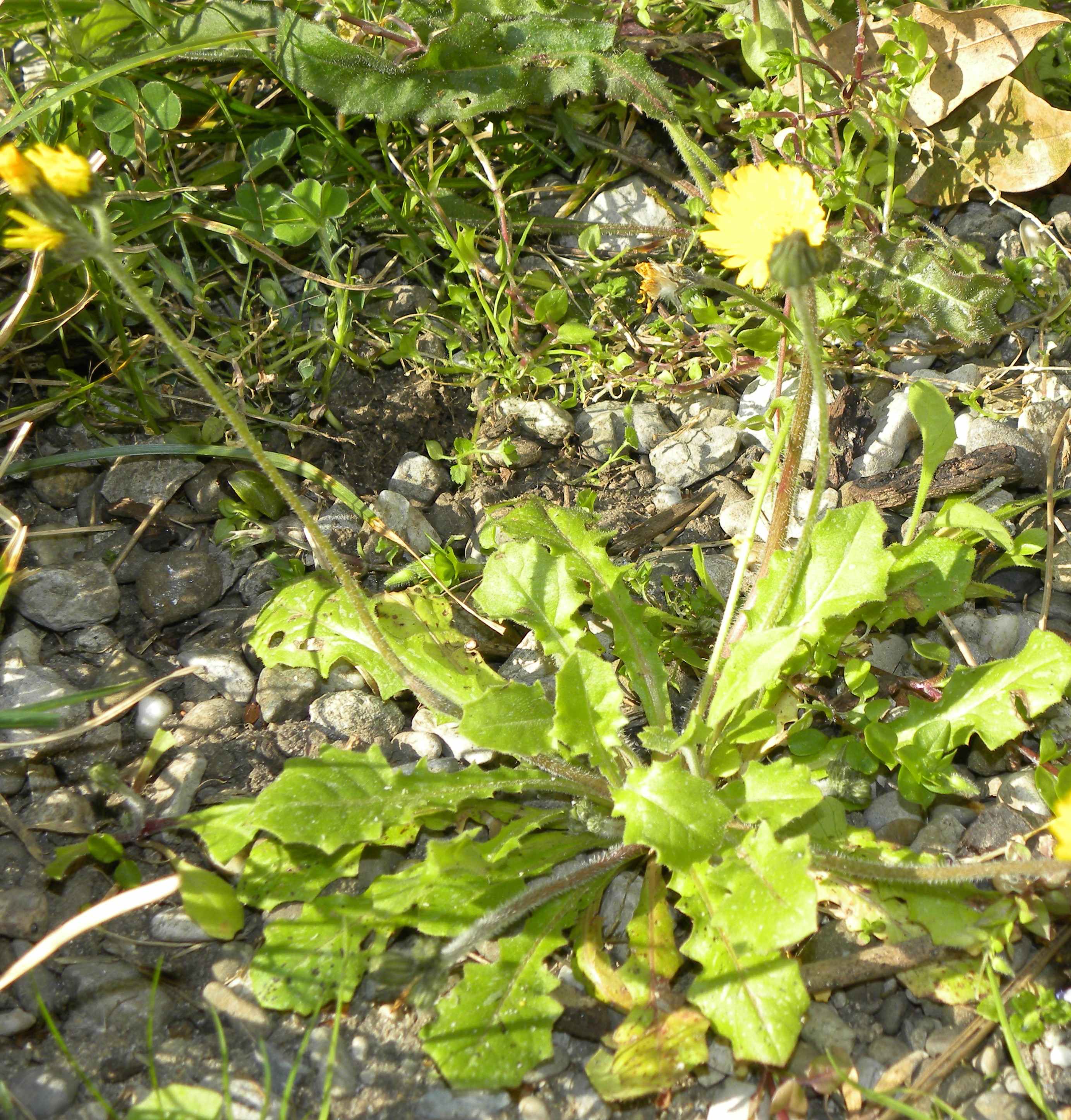 Annexe DSCN3894 (2).JPG