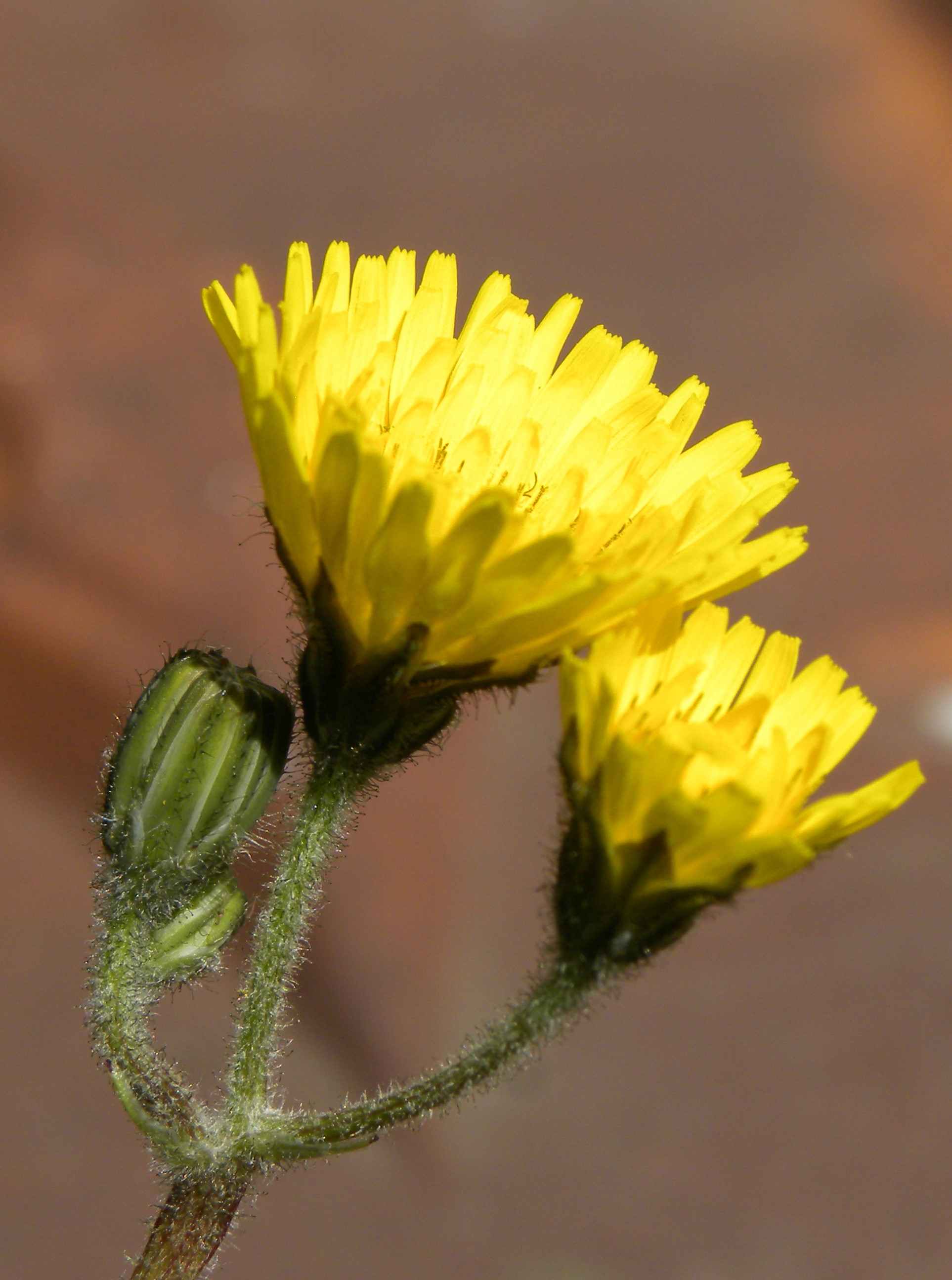 Annexe DSCN3896 (2).JPG