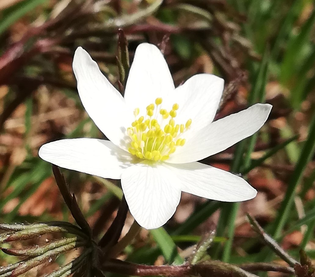 Annexe IMG_20200328_114345_oblique.jpg