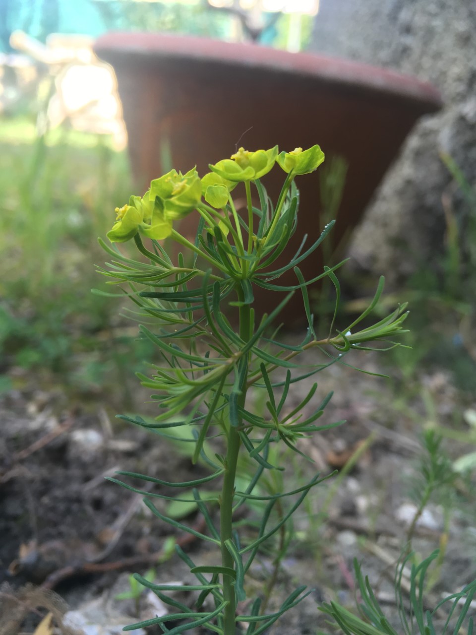 Annexe euphorbe 2.jpg