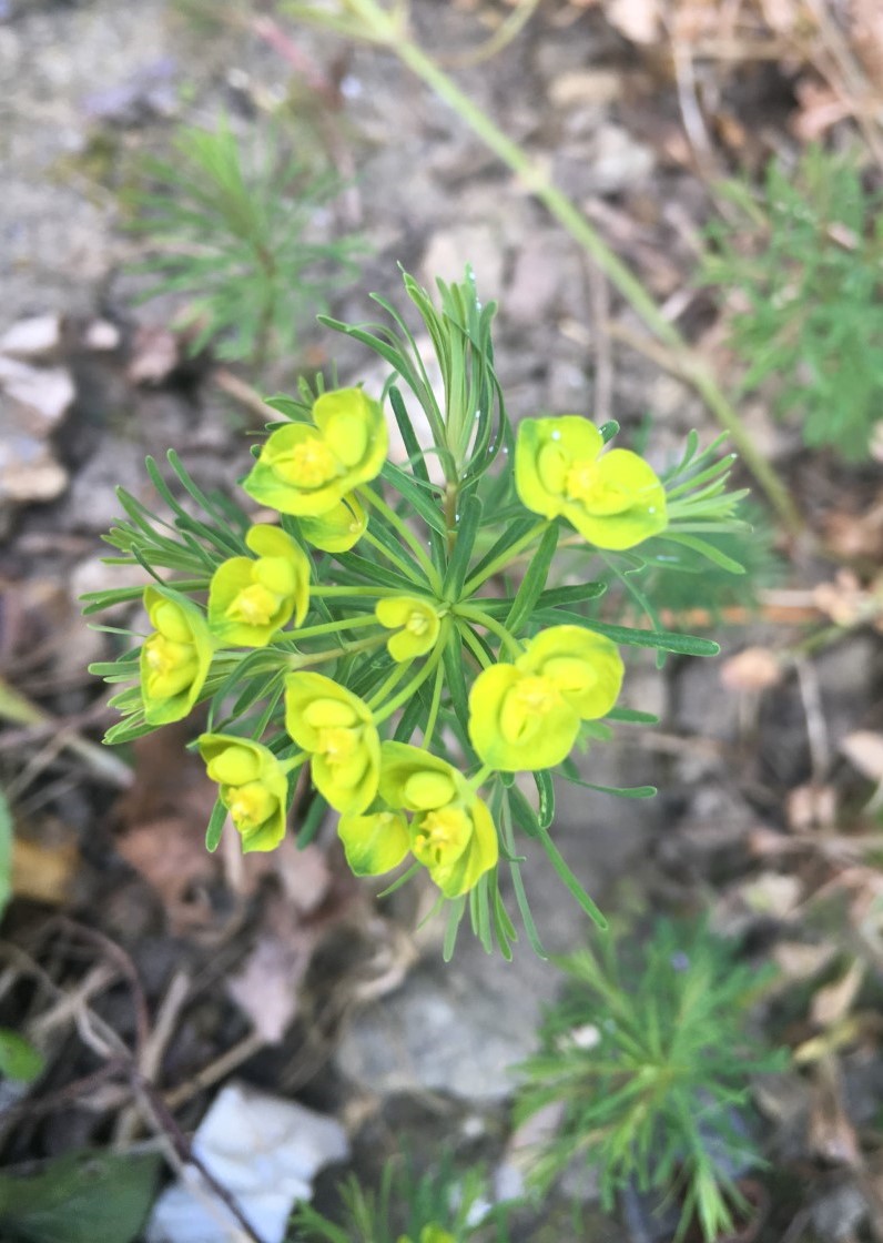 Annexe euphorbe 3.jpg